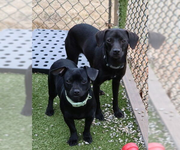 Medium Photo #3 Dachshund-Unknown Mix Puppy For Sale in Rockaway, NJ, USA