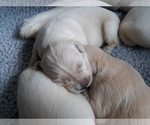 Small Photo #2 Golden Retriever Puppy For Sale in AIKEN, SC, USA