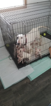 Medium Photo #39 Bull Terrier Puppy For Sale in JACKSON, MI, USA
