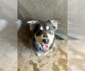 Siberian Husky-Unknown Mix Dogs for adoption in Chula Vista, CA, USA