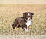 Small #6 Miniature American Shepherd