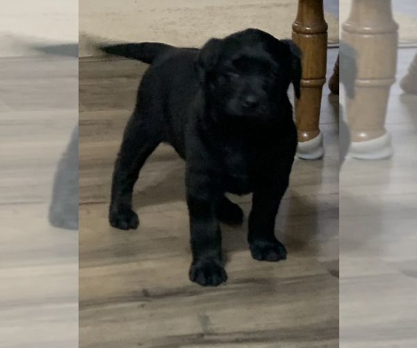 Medium Photo #2 Labrador Retriever Puppy For Sale in WAKARUSA, IN, USA