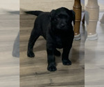 Litter of 8 - Male(s) and Female(s) Labrador RetrieverLitter of Puppies for Sale - Photo #2