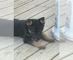 Small Photo #18 German Shepherd Dog Puppy For Sale in COLUMBIA, MO, USA