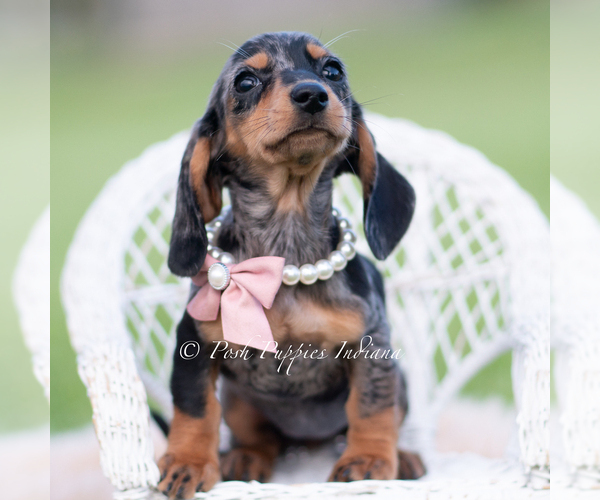Medium Photo #5 Dachshund Puppy For Sale in WARSAW, IN, USA