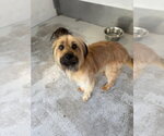 Small #1 Mutt
