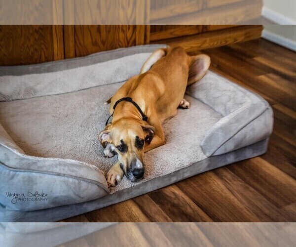 Medium Photo #1 Great Dane Puppy For Sale in WESTPHALIA, KS, USA