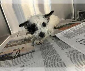 Mutt Dogs for adoption in San Antonio, TX, USA