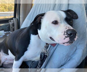 Mutt Dogs for adoption in Lewistown, PA, USA