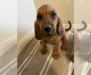 Bloodhound Puppy for sale in TAFT, CA, USA