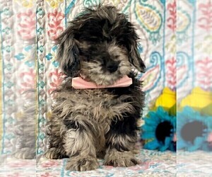 Goldendoodle (Miniature) Puppy for sale in LANCASTER, PA, USA