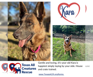 German Shepherd Dog Dogs for adoption in Lillian, TX, USA