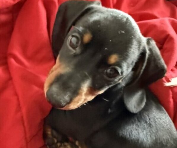 Medium Photo #5 Dachshund Puppy For Sale in AUSTIN, TX, USA