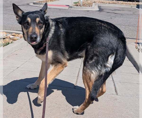 Medium Photo #1 German Shepherd Dog-Unknown Mix Puppy For Sale in Denver, CO, USA