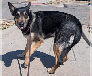 German Shepherd Dog-Unknown Mix Dogs for adoption in Denver, CO, USA