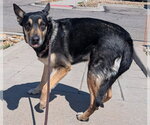 Small German Shepherd Dog Mix