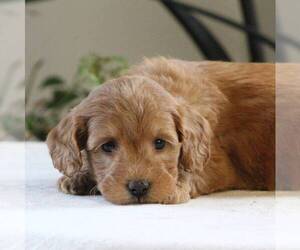 Goldendoodle-Poodle (Miniature) Mix Puppy for sale in AUGUSTA, WV, USA