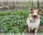 Small #6 Collie