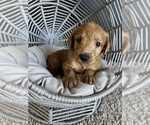 Small Photo #5 Labradoodle Puppy For Sale in STANWOOD, WA, USA