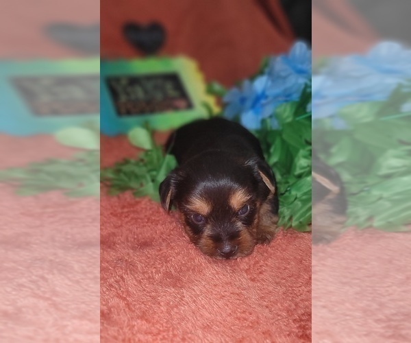 Medium Photo #15 Yorkshire Terrier Puppy For Sale in AKRON, OH, USA