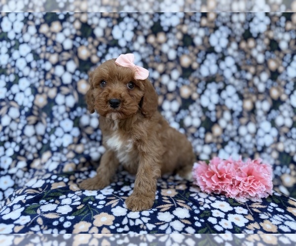 Medium Photo #6 Cavapoo (Miniature) Puppy For Sale in LAKELAND, FL, USA