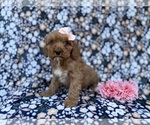 Small #5 Cavapoo (Miniature)