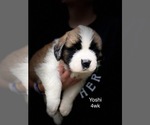 Small Photo #2 Saint Bernard Puppy For Sale in SAVANNAH, MO, USA