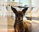 Small #2 Chihuahua