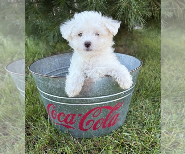 Medium Photo #3 Maltese Puppy For Sale in MIDDLEBURY, IN, USA