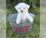 Small #2 Maltese