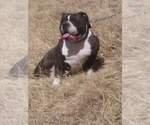 Small Photo #14 Olde English Bulldogge Puppy For Sale in AURORA, CO, USA