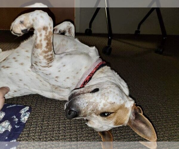 Medium Photo #3 Mutt Puppy For Sale in Stafford, VA, USA