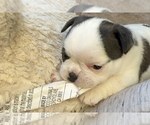 Small #11 American Bullnese