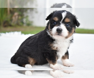 Miniature Australian Shepherd Puppy for sale in PALM COAST, FL, USA