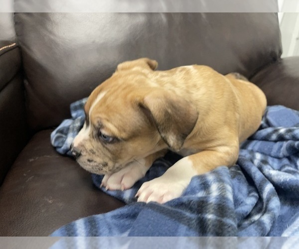 Medium Photo #122 American Bully Puppy For Sale in REESEVILLE, WI, USA