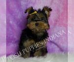 Small Photo #23 Yorkshire Terrier Puppy For Sale in WARSAW, IN, USA