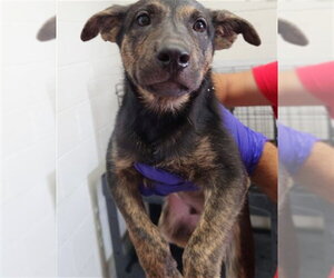 Mutt Dogs for adoption in San Bernardino, CA, USA