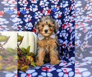 Poodle (Miniature) Puppy for sale in COCHRANVILLE, PA, USA