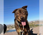 Small #8 Chow Chow Mix