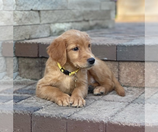 Medium Photo #19 Golden Retriever Puppy For Sale in WOLCOTT, IN, USA
