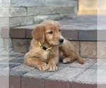 Small Photo #19 Golden Retriever Puppy For Sale in WOLCOTT, IN, USA