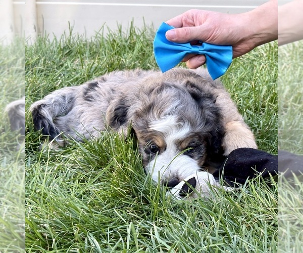 Medium Photo #4 Bernedoodle (Miniature) Puppy For Sale in ROY, UT, USA