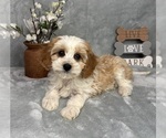 Small #3 Cavapoo (Standard)