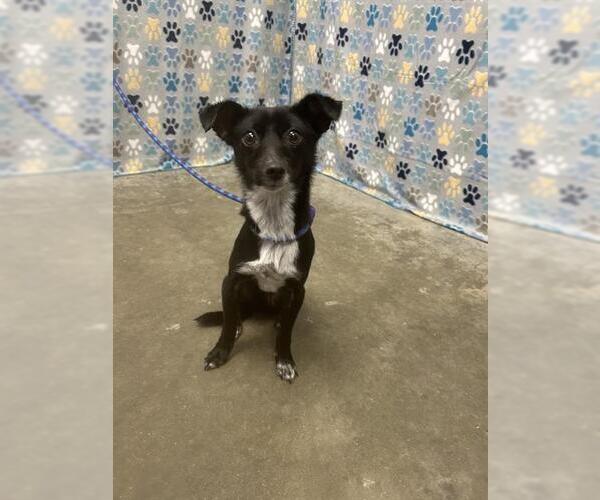 Medium Photo #1 Italian Greyhound-Unknown Mix Puppy For Sale in Rosenberg, TX, USA