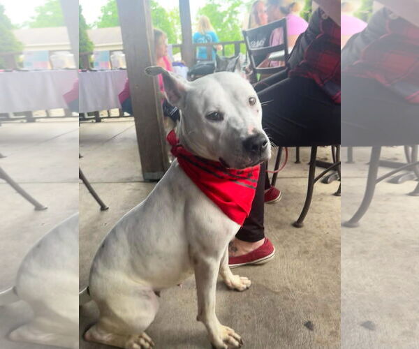 Medium Photo #21 American Pit Bull Terrier-Unknown Mix Puppy For Sale in Germantown, OH, USA