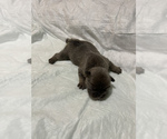 Small Photo #5 French Bulldog Puppy For Sale in CARROLLTON, TX, USA
