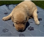 Puppy Puppy 7 Labrador Retriever