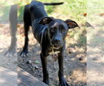 Small #1 Mutt