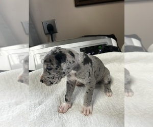 Great Dane Puppy for sale in GERMANSVILLE, PA, USA