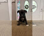 Small #10 Staffordshire Bull Terrier Mix